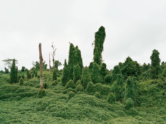 Ghost Trees After Deforestation, Malaysia, 10/2012