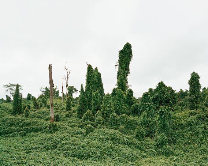 Ghost Trees After Deforestation, Malaysia, 10/2012