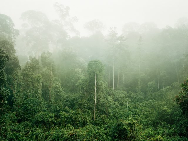 Olaf Otto Becker, Primary Forest 03, Malaysia 10/2012