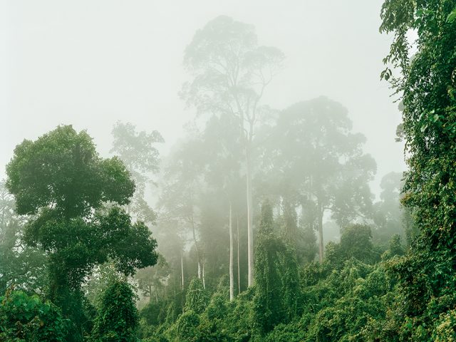 Olaf Otto Becker, Primary Forest 04, Malaysia 10/2012