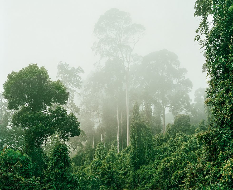 Primary Forest 04, Malaysia, 10/2012 by Olaf Otto Becker