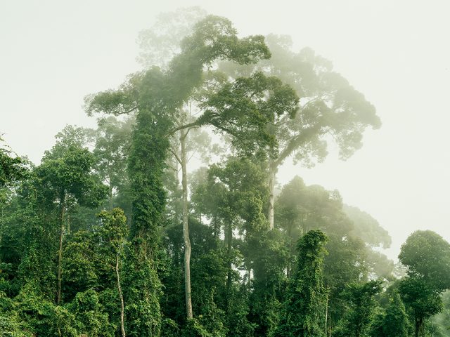 Olaf Otto Becker, Primary Forest 05, Malaysia 10/2012