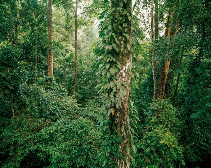 Olaf Otto Becker, Primary Forest 10, Malaysia 10/2012