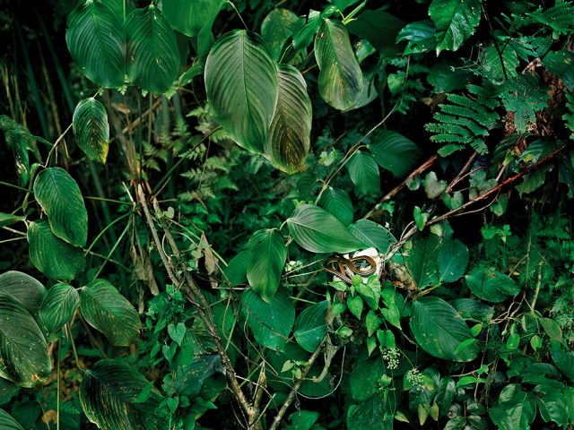 Primary Forest 17, Dendrelaphis Caudolineatus, Malaysia 10/2012