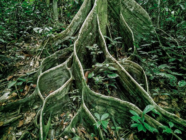 Primary Forest 18, Roots, Malaysia 10/2012