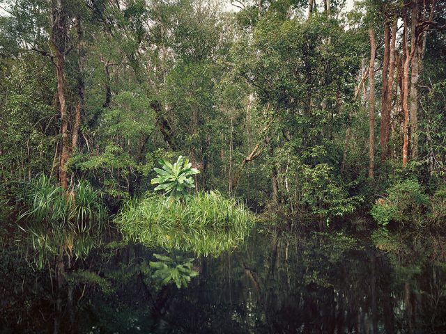 Olaf Otto Becker, Primary Swamp Forest 01, Black Water, Kalimantan, Indonesia 03