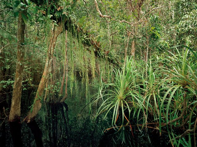 Olaf Otto Becker, Primary Swamp Forest 04, Black Water, South Kalimantan, Indone