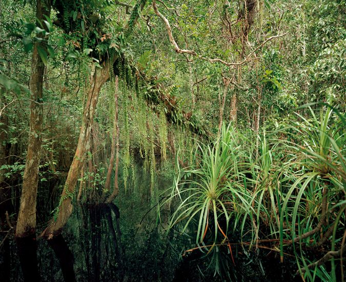 Olaf Otto Becker, Primary Swamp Forest 04, Black Water, South Kalimantan, Indone