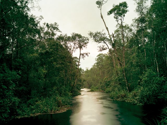 Primary Swamp Forest 05, Late Dusk, South Kalimantan, Indonesia 03/2012