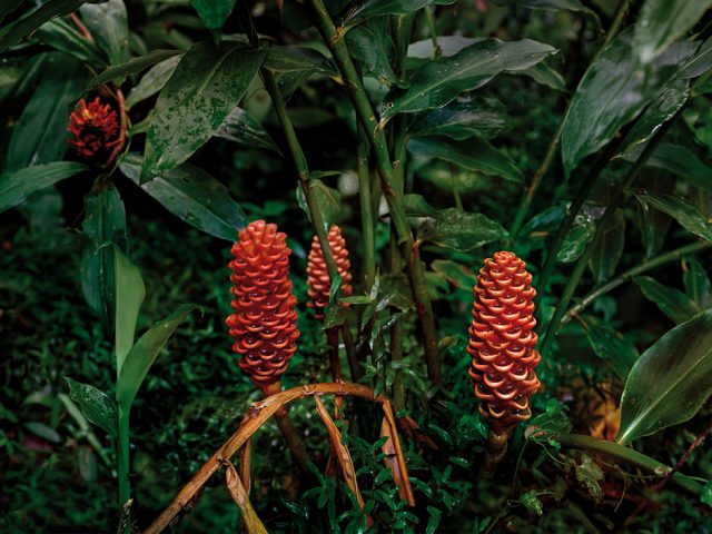 Olaf Otto Becker, Red Blossom, Primary Forest, Malaysia 10/2013