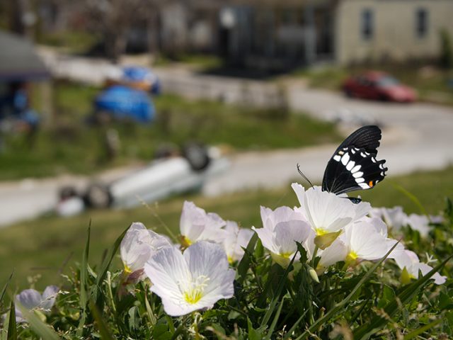 Joshua Lutz, Butterfly