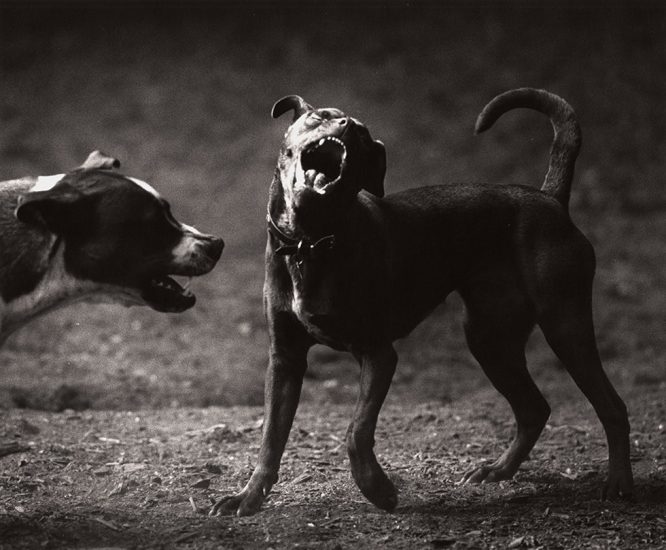 Michael Crouser, Dog Run #60