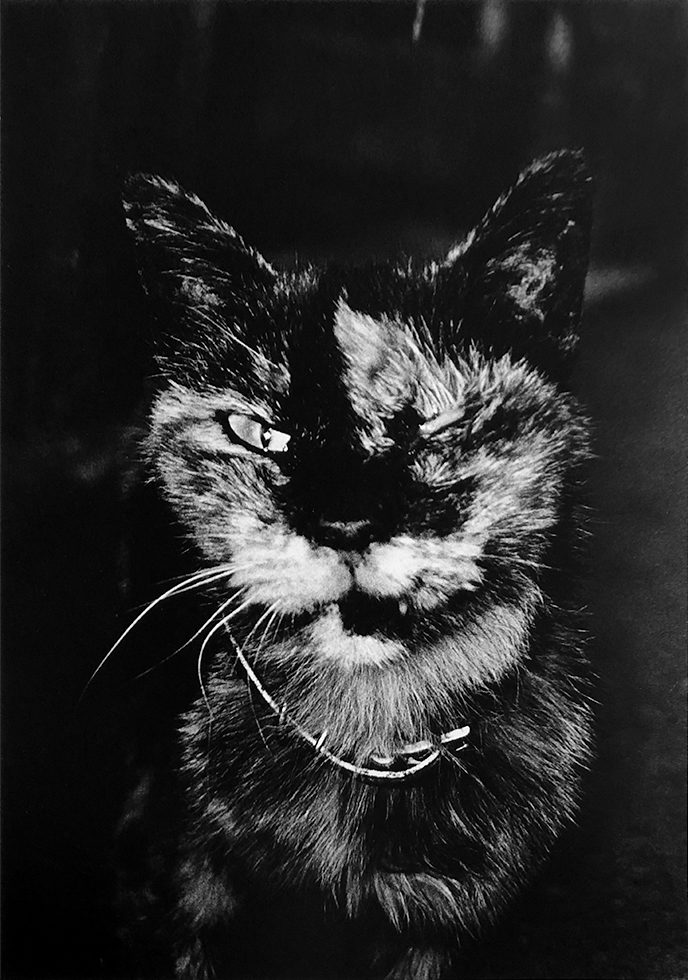 Cat by Daido Moriyama