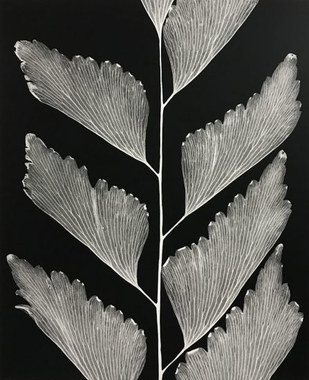 This is a close-up, black-and-white photograph of a maidenhair fern with gray veined leaves against a black background.