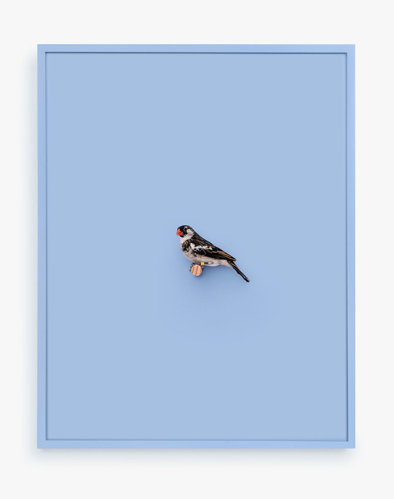 This is a photograph of a Whydah Finch against a light purple background.