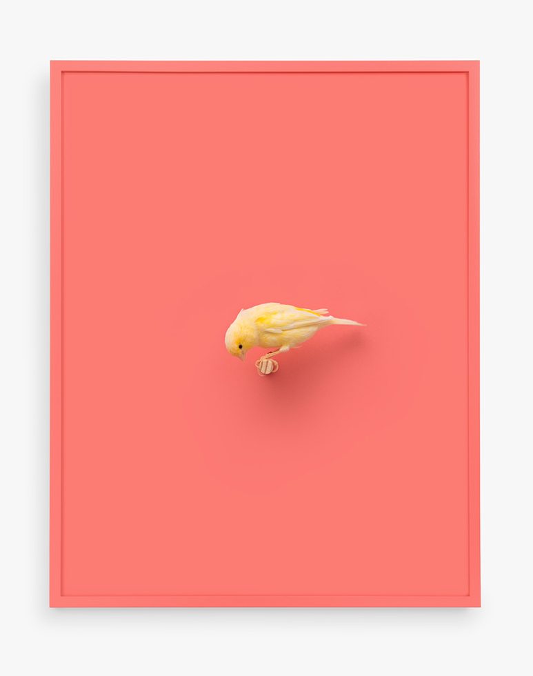 This is a print of an American Singer Canary looking down, against a tangerine orange background.