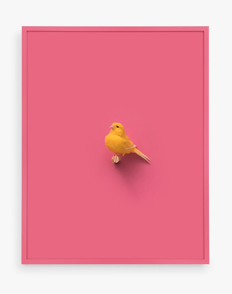 This is a print of a Yellow American Singer Canary against a bright pink background.