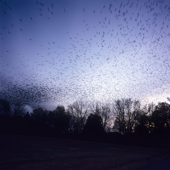 Kathleen Robbins, Blackbirds