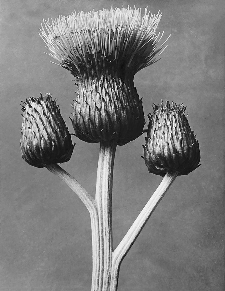 Cirsium Canum by Karl Blossfeldt