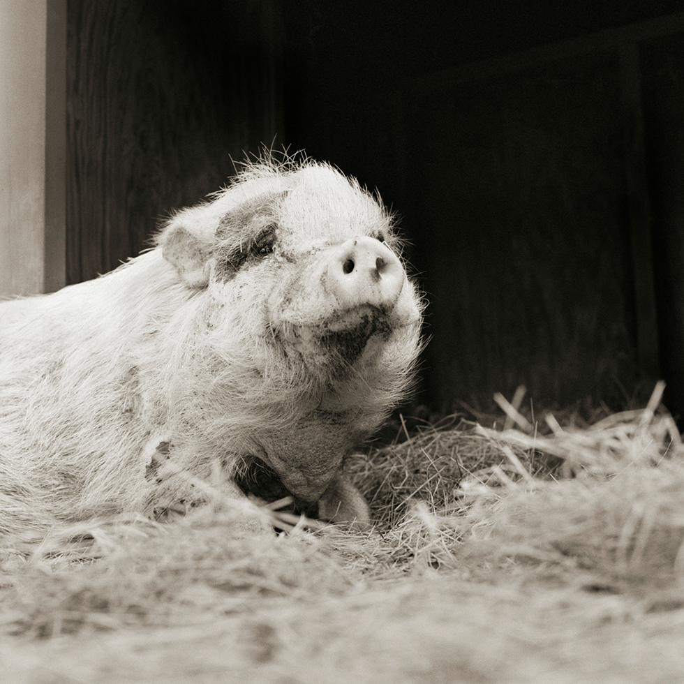 This is a black and white photograph by Isa Leshko of an old, white pig in hay against a dark background.