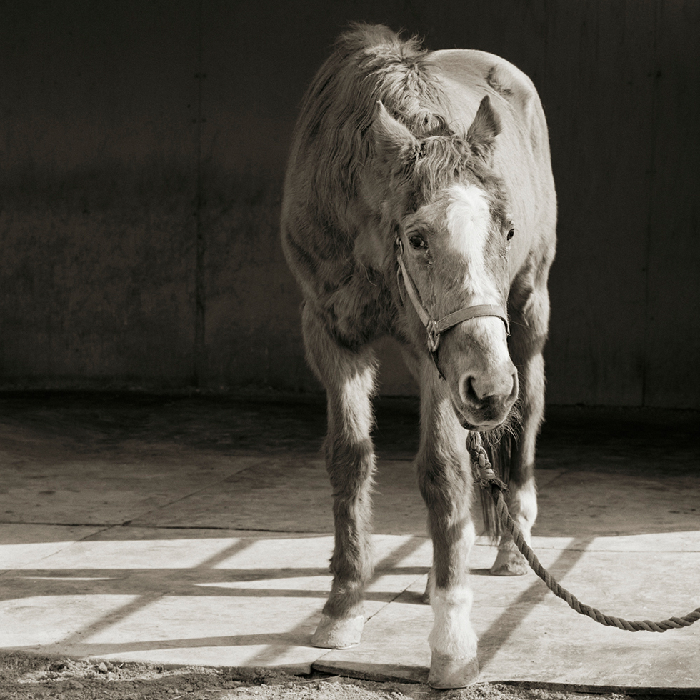 Handsome One, Thoroughbred Horse, Age 33 by Isa Leshko