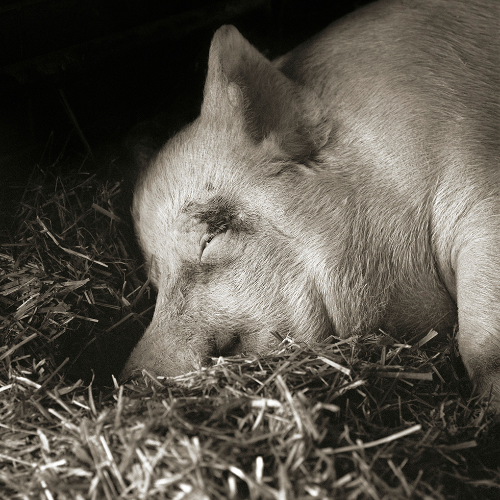 Teresa, Yorkshire Pig, Age 13 by Isa Leshko