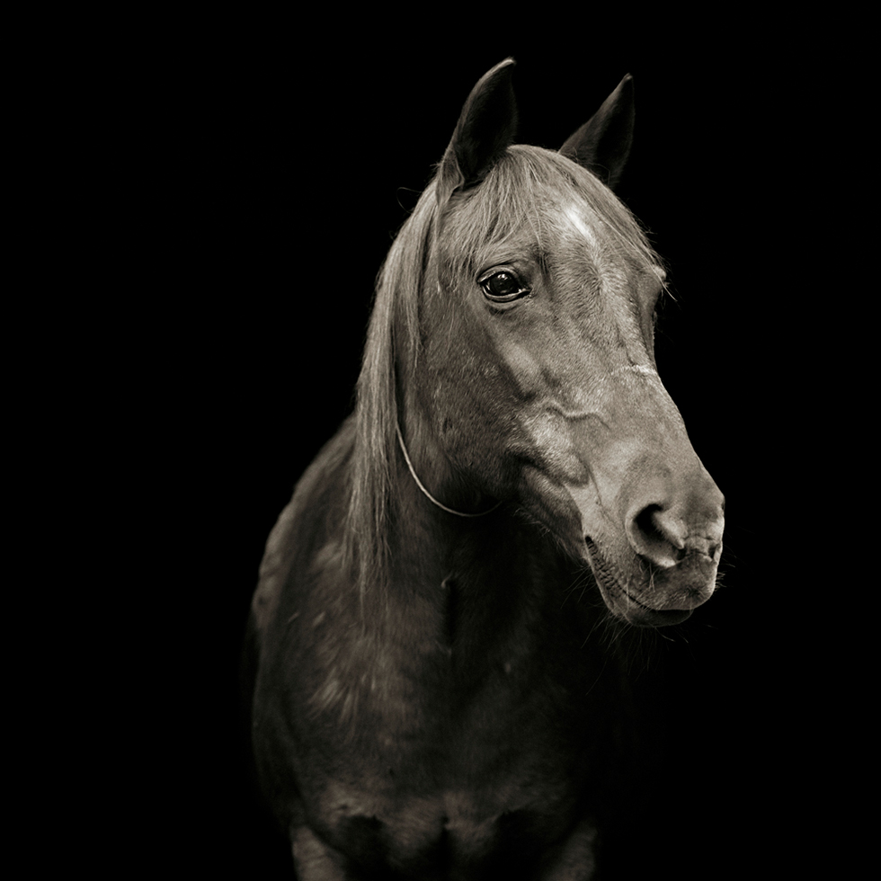 Pumpkin, Morgan Arabian Horse, Age 28 by Isa Leshko