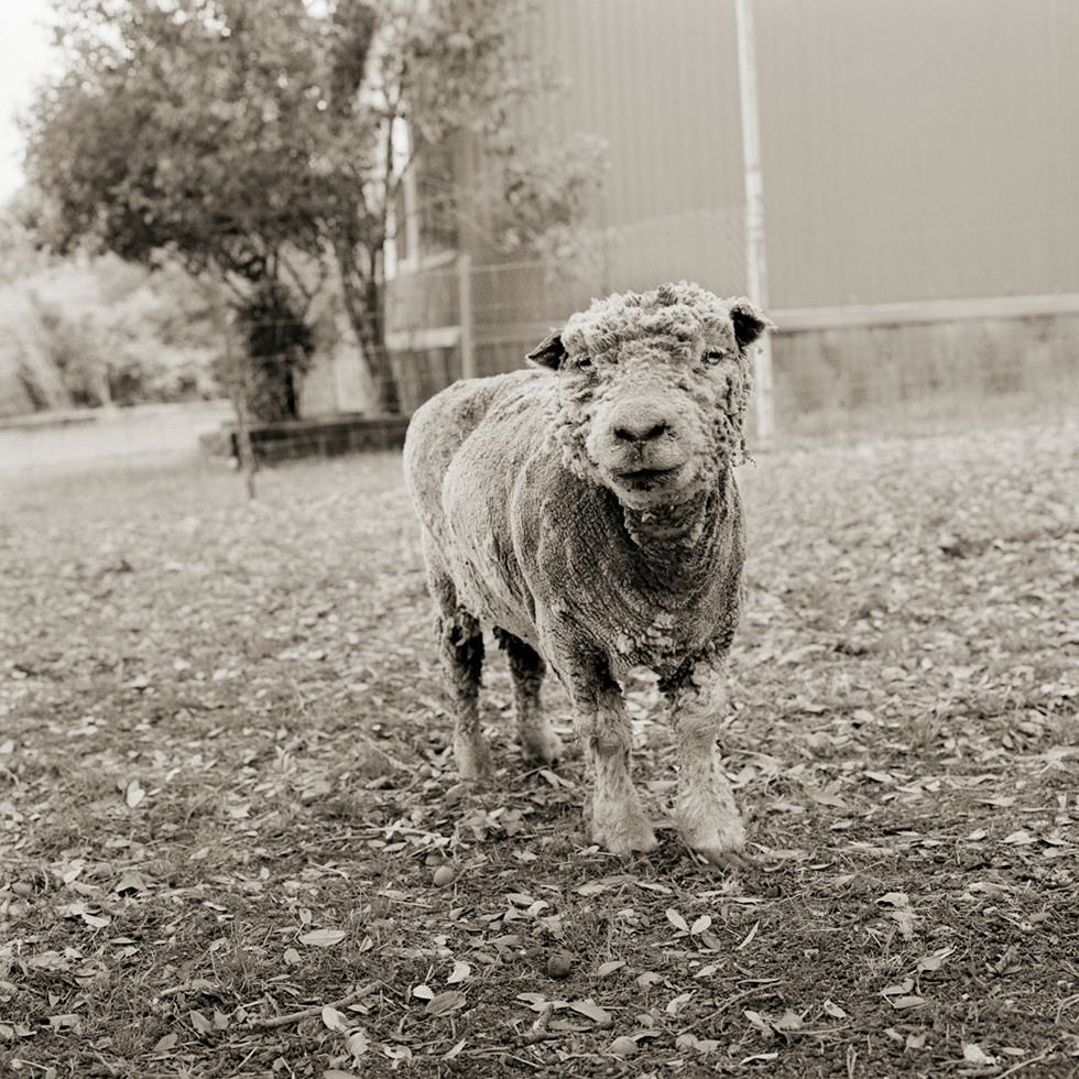 This is a black-and-white photograph of an old sheep looking at the camera with a building a tree behind her.