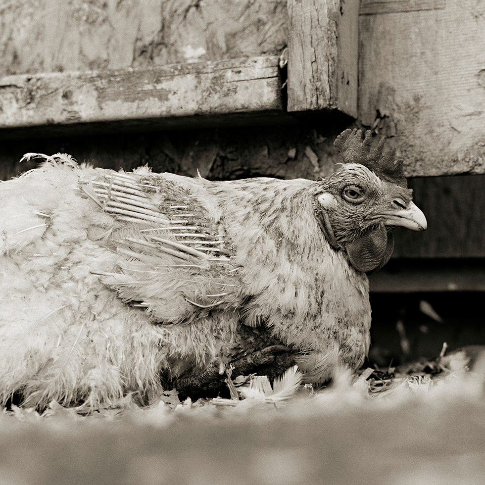 Rooster, Age Unknown by Isa Leshko