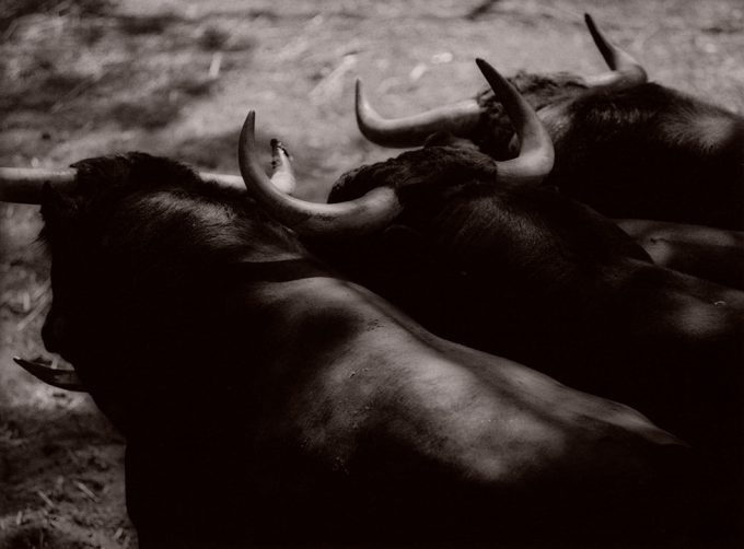 Click for sizes / editions / prices. Michael Crouser, Burgos Corrals