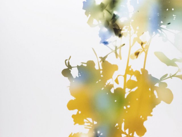 ジェームス・ウェリング 写真集　JAMES WELLING FLOWERS James Welling
