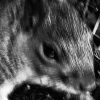 Mood Swing Central Park Squirrel