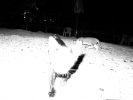 Sympathy for Stray Cats