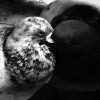 Birds Caressing