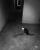 Say Hello to My Little Friend, Stray Cat I’ve Been Feeding Everyday at the Villa