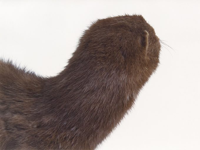 This is a color photograph of the back of a brown mink's shoulder and head against a white background.