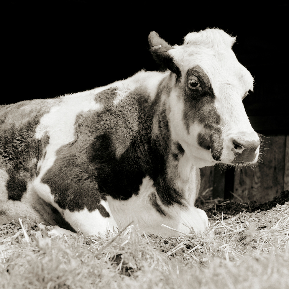 Bessie, Holstein Cow, Age 20 by Isa Leshko