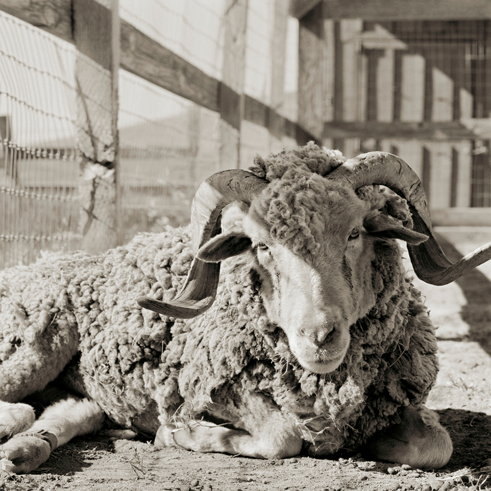 Bogart, Santa Cruz Sheep, Age 16 by Isa Leshko