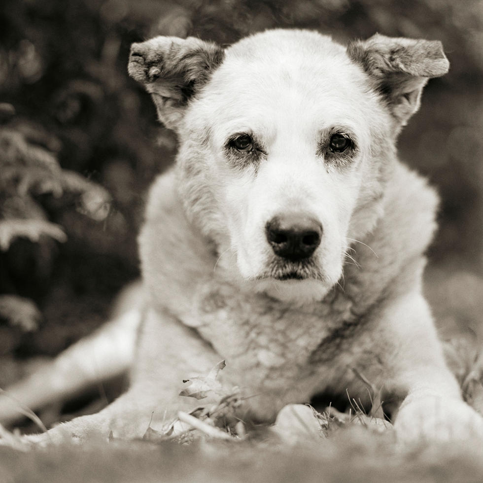 Bumper, Mixed Breed Dog, Age 17, II by Isa Leshko