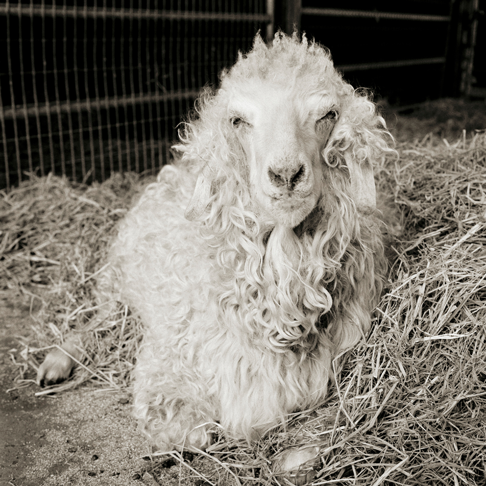 Melvin, Angora Goat, Age 11+ by Isa Leshko