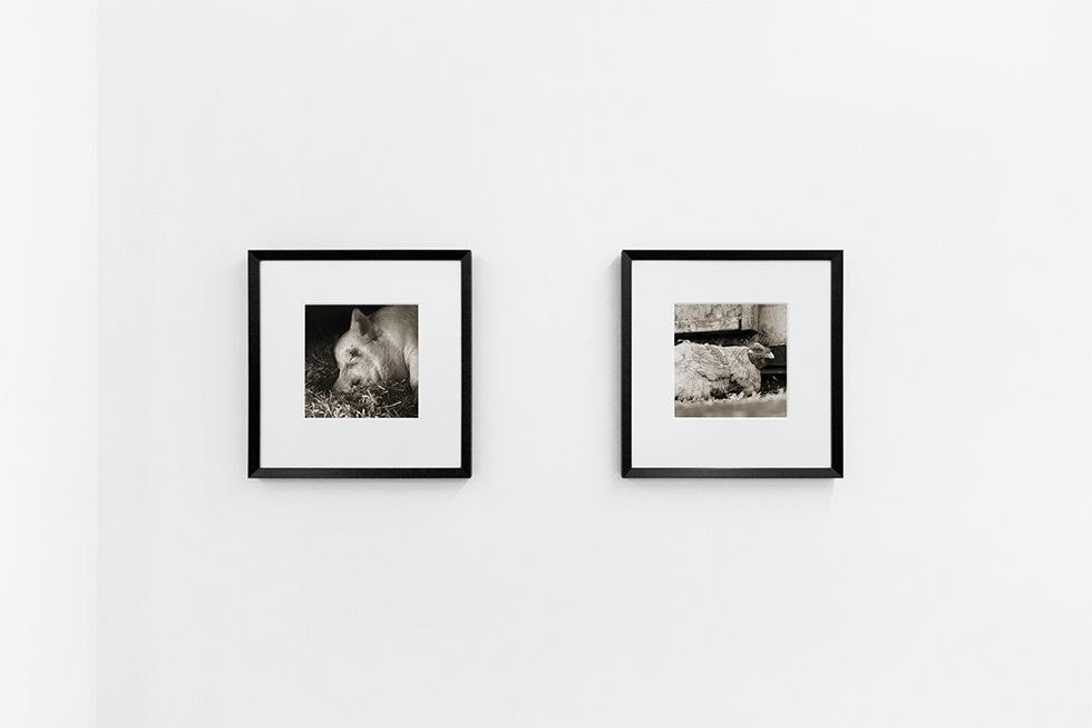 Installation Image VI by Isa Leshko