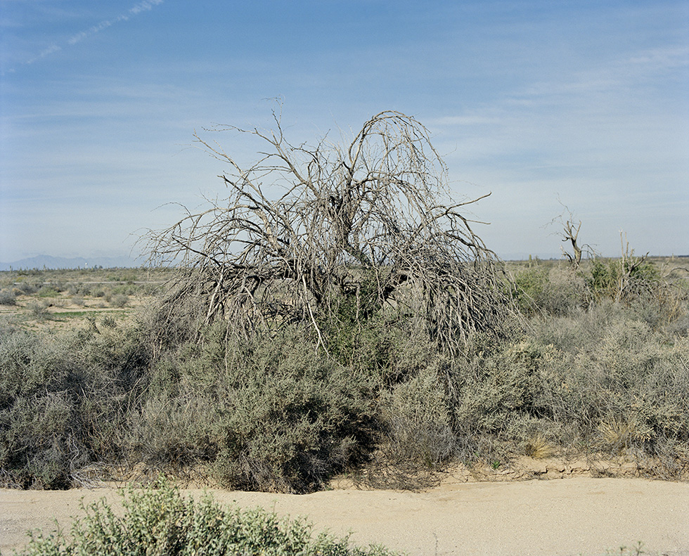 Lily Colman, “Self-portrait, Desert Tree” by Lily Colman