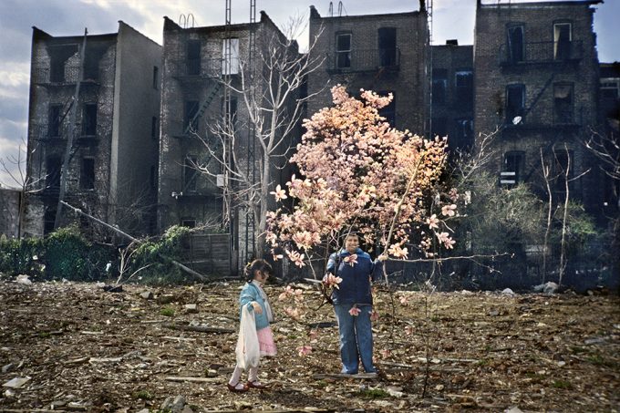 Photography by Meryl Meisler - A magnolia tree in blow in an empty lot in 1980s Bushwick