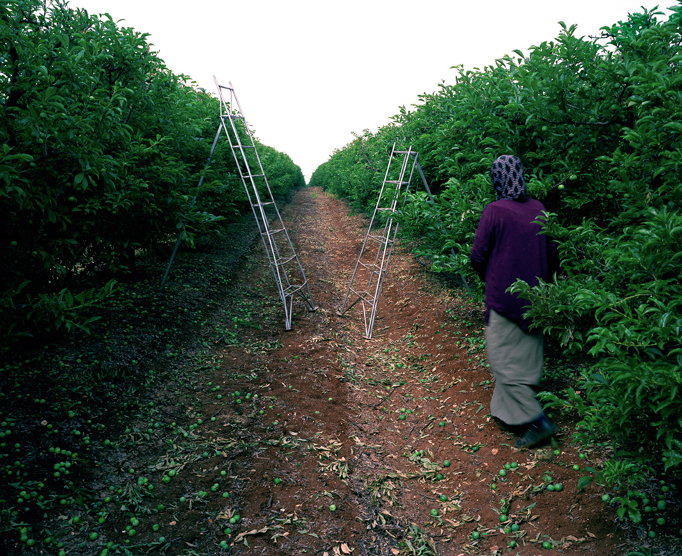 Palestinian Farm Worker by Lori Grinker