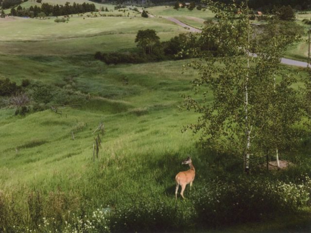 Shore, Bridger Canyon