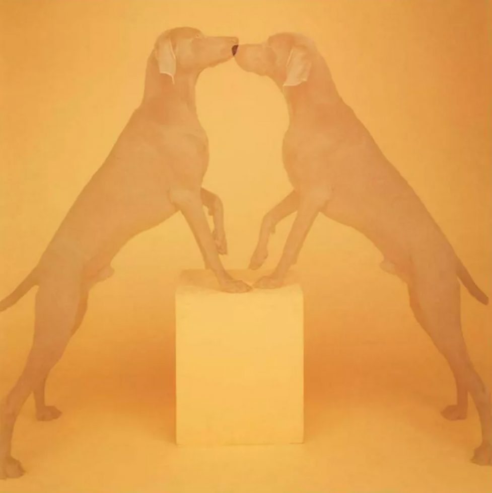 William Wegman_Touching