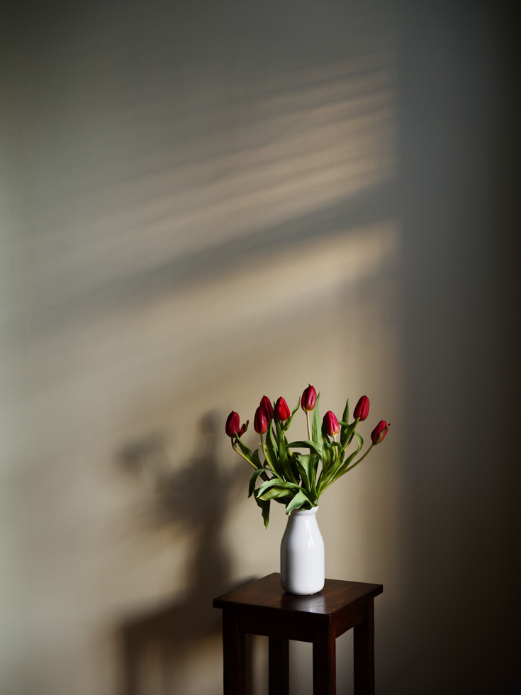 Jess Dugan, Red tulips, 2020