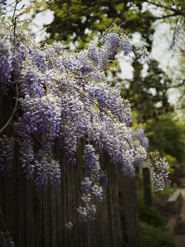 Jess T. Dugan, Wisteria, 2021