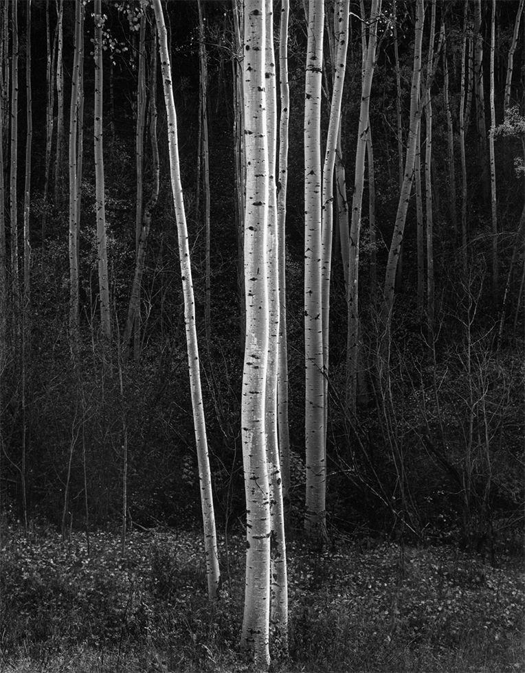 This is a black and white photograph by Ansel Adams of Aspen Trees in New Mexico.