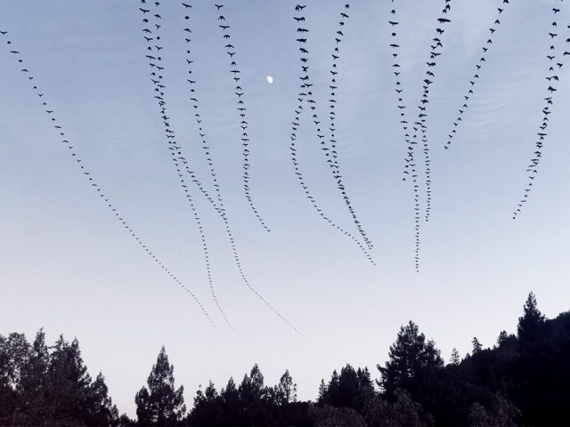 This is a photograph by Doris Mitsch of crows flying in the sky.